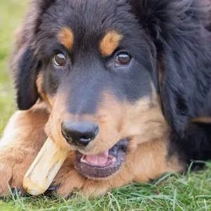 Hundespielzeug aus Holz, Kauspielzeug aus Holz für Hunde