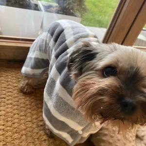 Erhaltene Hundebademantel Saugfähiges Handtuch Bademantel von Kunde H***h.