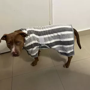 Erhaltene Hundebademantel Saugfähiges Handtuch Bademantel von Kunde M****y.