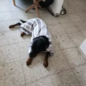 Erhaltene Hundebademantel Saugfähiges Handtuch Bademantel von Kunde V********p.