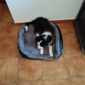 Erhaltene Waschbares Hundebett Plüschmatratze vom Kunden B*****l.