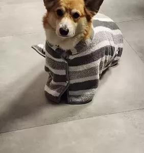 Erhaltene Hundebademantel Saugfähiges Handtuch Bademantel von Kunde E***a.