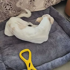 Erhaltene Waschbares Hundebett Plüschmatratze vom Kunden N***o.