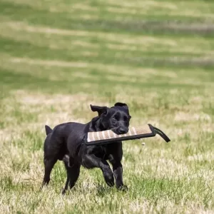 Hundespielzeug, Hundespielzeug zum Kauen, Hundespielzeug zum Ziehen