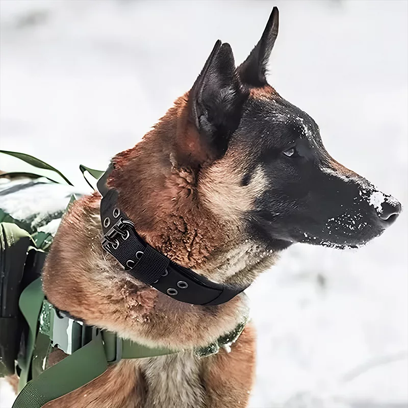 Hundehalsband, taktisches Hundehalsband, militärisches Hundehalsband, verstellbares Hundehalsband