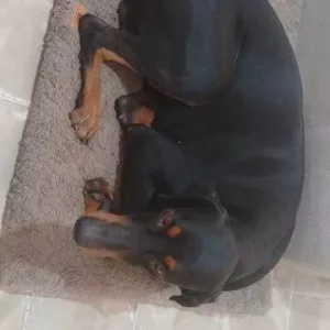 Erhaltenes Kurzes Plüsch-Hundebett mit Abnehmbarem Bezug vom Kunden G*****h.
