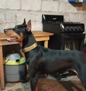 Erhalten Verstellbares Taktisches Hundehalsband vom Kunden D***p.