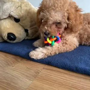 Erhalten Farbenfroher Hundekauknochen mit Glocke vom Kunden M*****n.