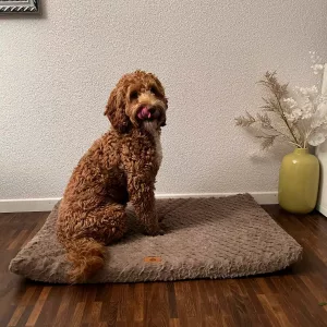 Erhaltenes Kurzes Plüsch-Hundebett mit Abnehmbarem Bezug vom Kunden L*****n.