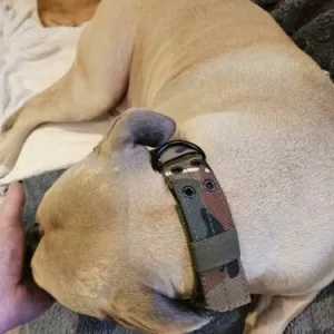 Erhalten Verstellbares Taktisches Hundehalsband vom Kunden S*****n.