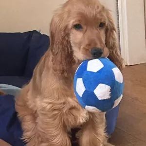 Erhaltene Hund Fußball Quietscheball Stofftier vom Kunden M*****l.