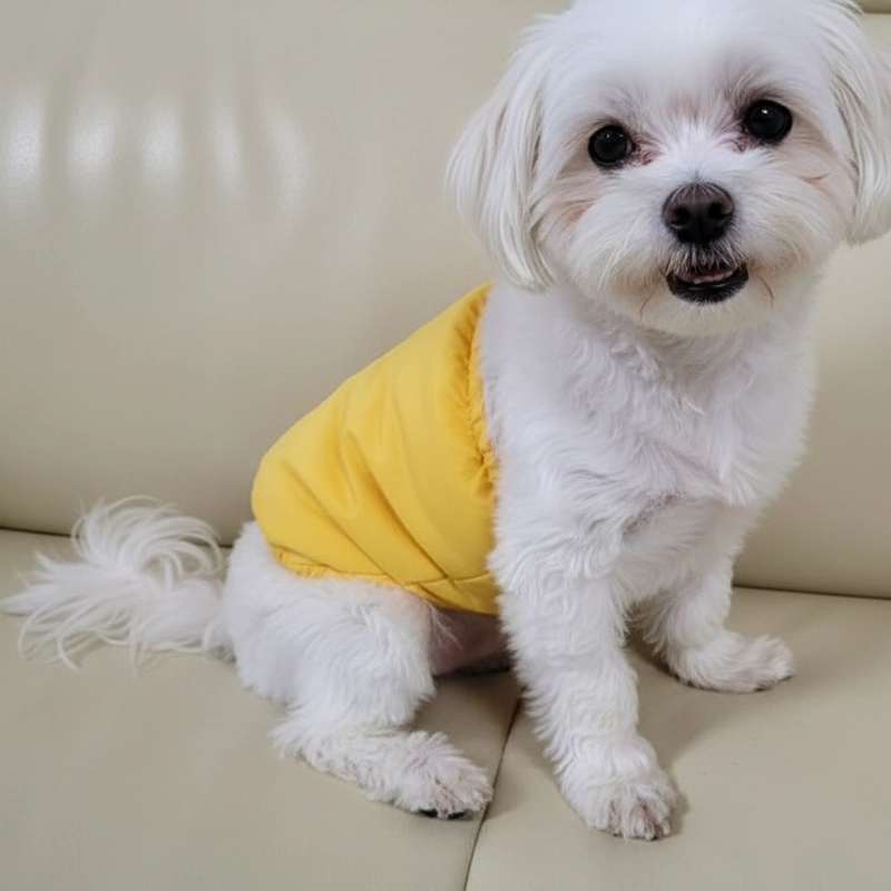 dog diapers, dog belly band, reusable dog diapers, washable dog diapers, dog wrap